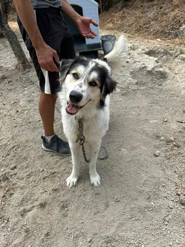 PABLO VIVO LEGATO A CATENA!!!! CONDIVIDI, OSPITAMI, ADOTTAMI!!! AIUTAMI!!! 🚨  Foto 2
